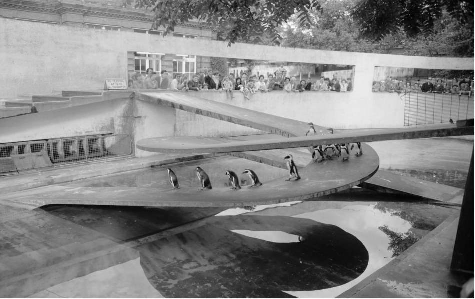 A black and white archive image of a modernist style zoo pool with penguins and visitors in the background.