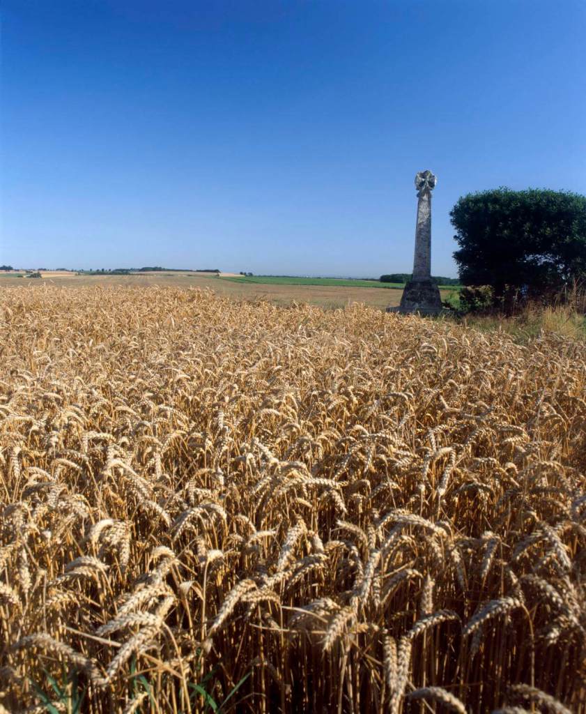 A photograph of a large field of wheat with a tall stone cross in the background.