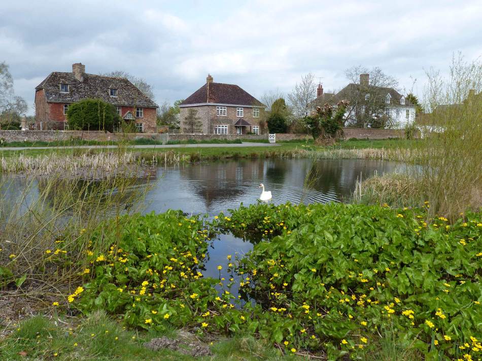 A photograph of a swan swimming in a pond, surrounded by a village green with large historic houses in the background.