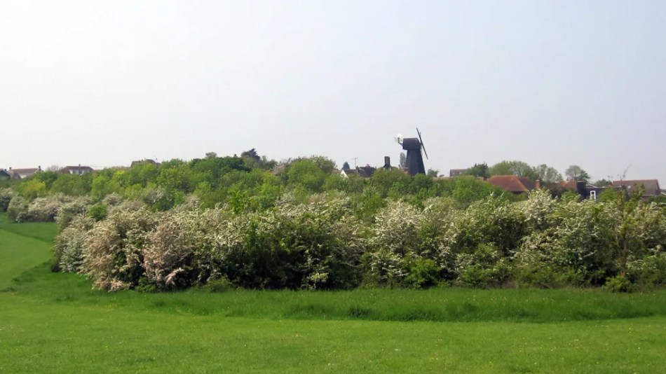 A photograph of a large village green covered in bushes with the top of a windmill in the background.