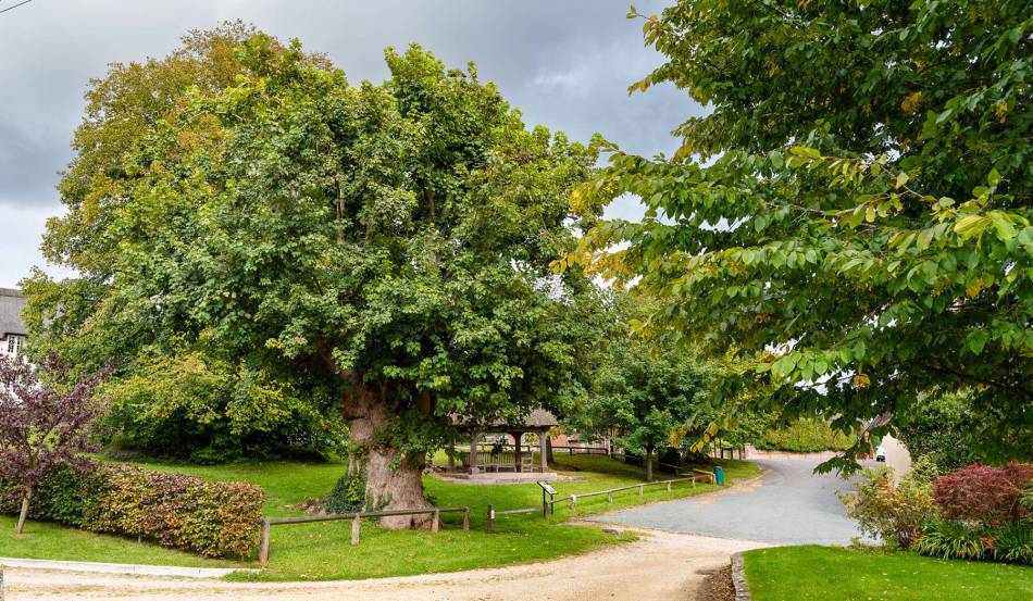 A photograph of a large sycamore tree at the centre of a village green.